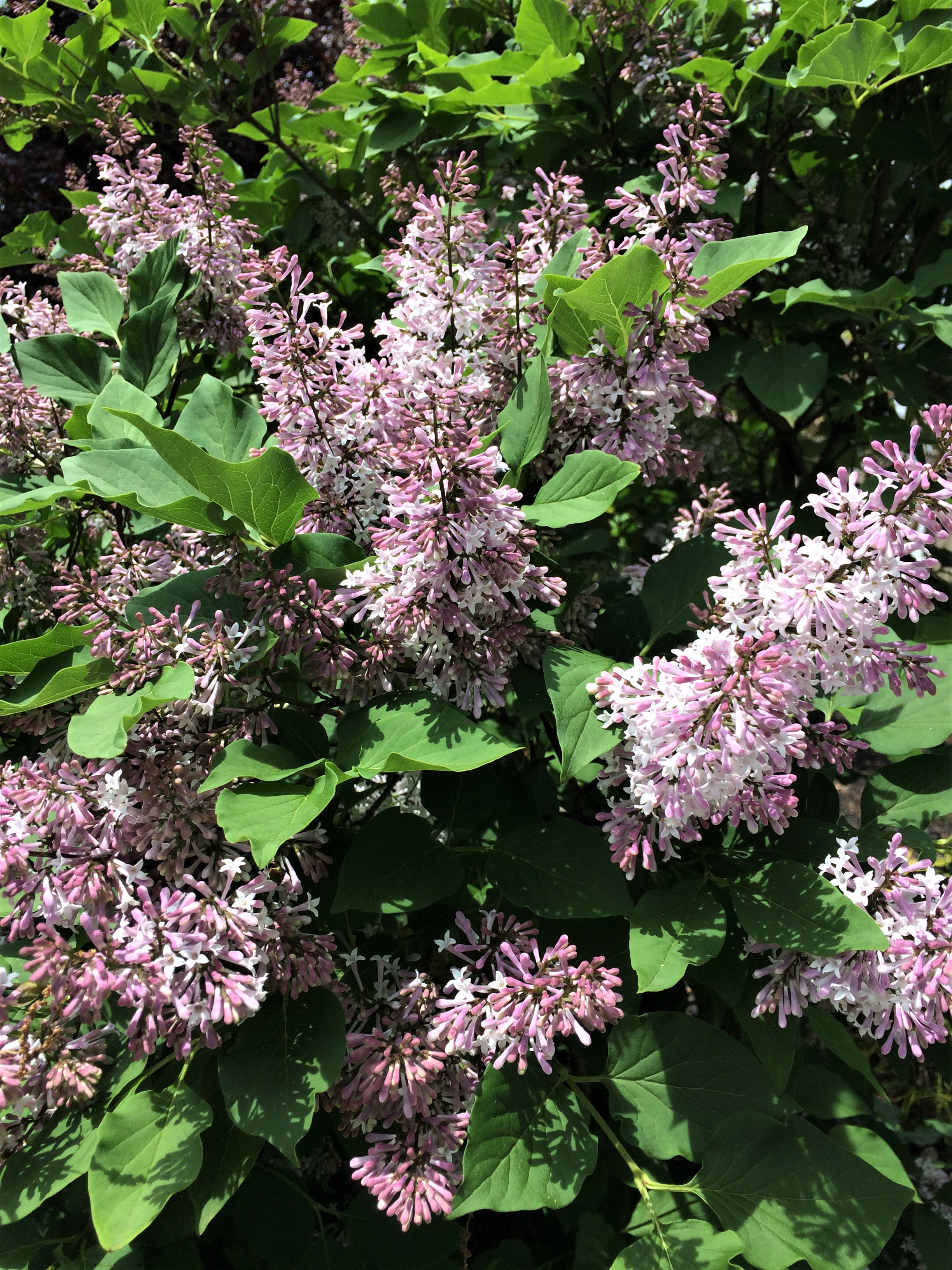 lilacs 2018