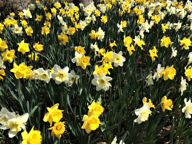daffodils